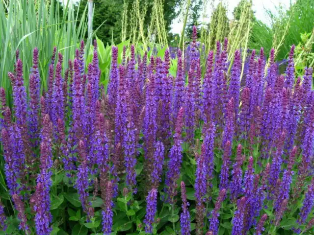 Изгородь из Шалфея дубравного