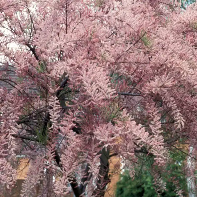 Гребенщик мелкоцветковый (Tamarix parviflora)