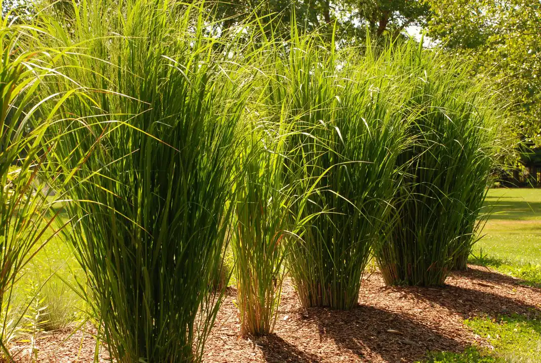 Просо прутьевидное, или просо веничное (Panicum virgatum)