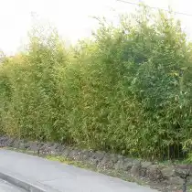 Листоколосник золотой (Phyllostachys aurea), или Золотой бамбук