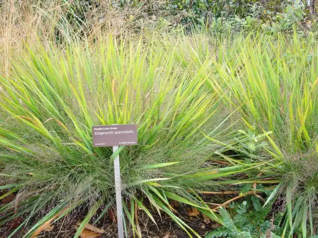 Полевичка видная (Eragrostis spectabilis)