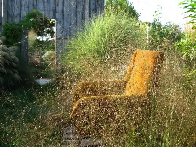 Полевичка (Eragrostis)