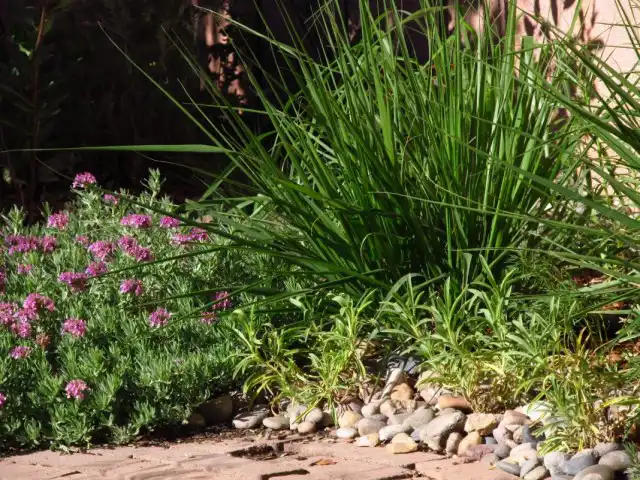 Полевичка в цветнике