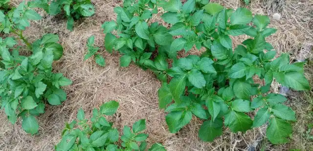 Картошка замульчирована травой.