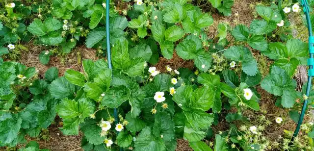 Клубника под травяной мульчой.