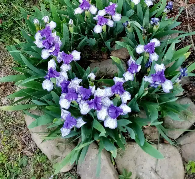 Ирисы прикрыты камушками.