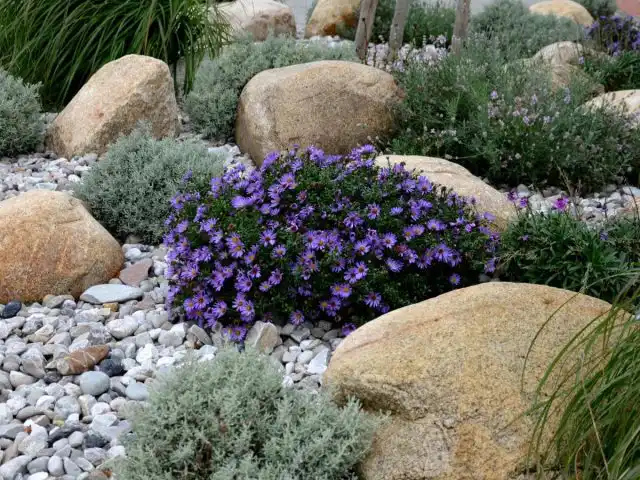 В жаркую сухую погоду в качестве мульчи очень хороши камни - по утрам они конденсирую влагу, обеспечивая растениям «сухой полив».