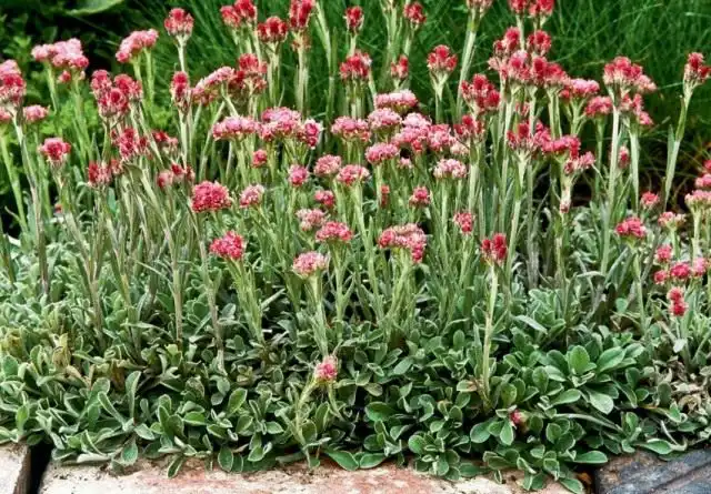 Кошачья лапка двудомная, или Антеннария двудомная «Рубра» (Antennaria dioica 'Rubra')