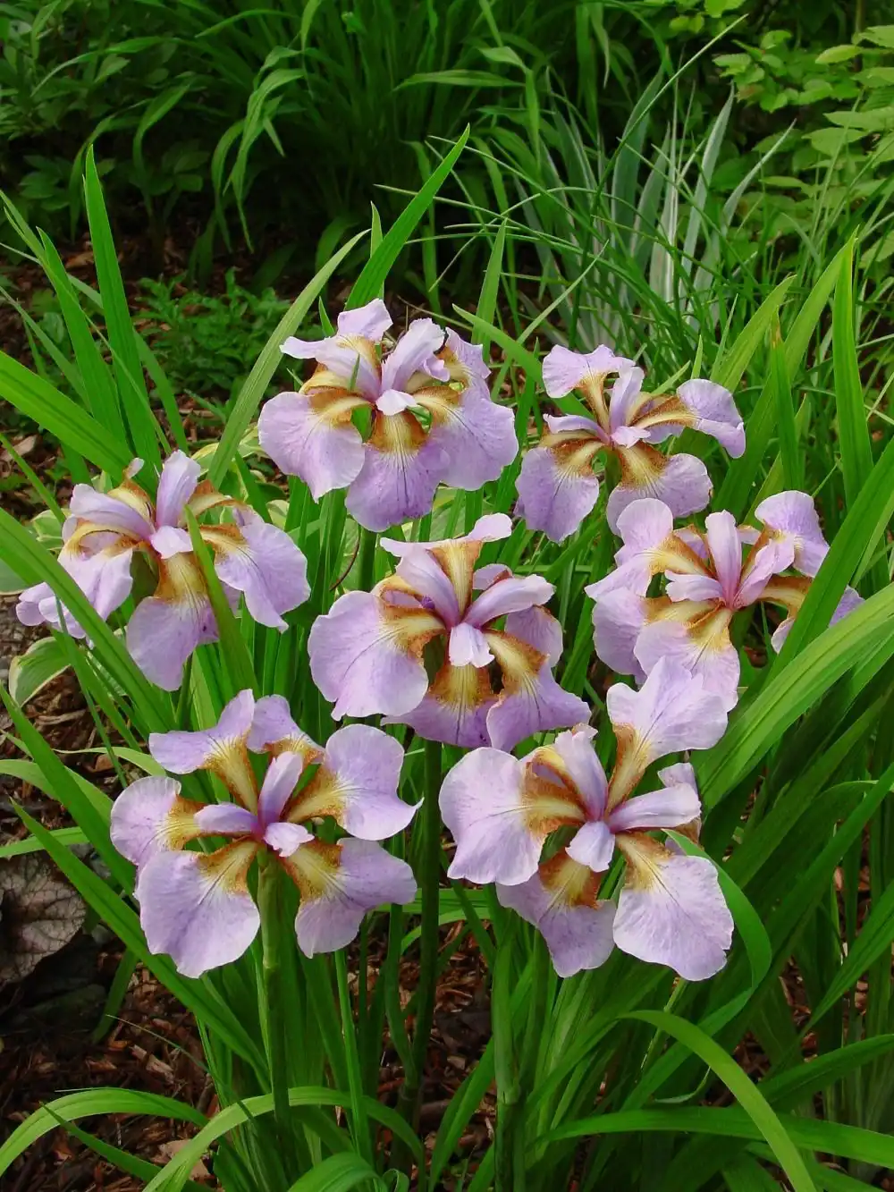 Кошачья лапка двудомная, или Антеннария двудомная "Красное чудо" (Antennaria dioica 'Rotes Wunder')