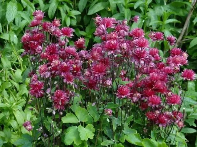 Водосбор, или Аквилегия (Aquilegia)