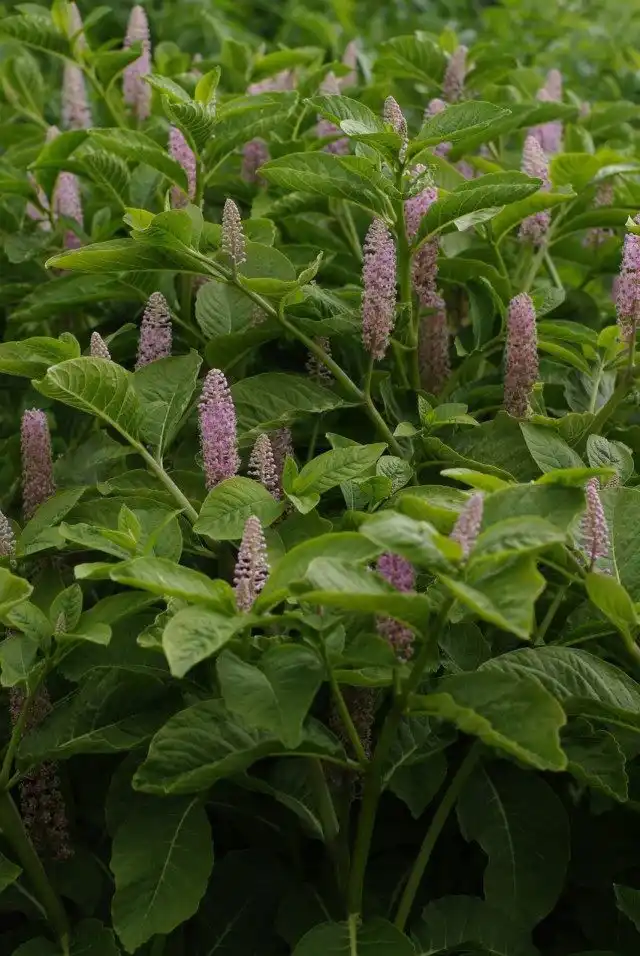 Лаконос многотычинковый, или Лаконос булавоносный (Phytolacca polyandra)