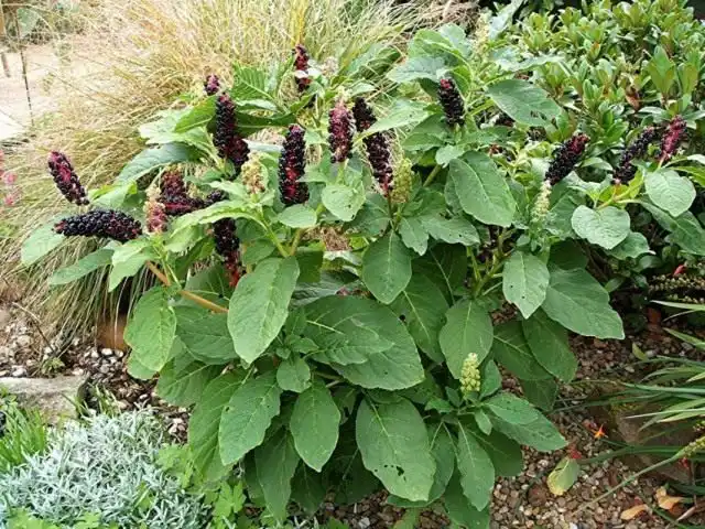 Лаконос, или Фитолакка (Phytolacca)