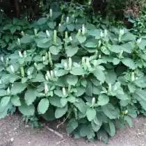 Лаконос ягодный, или Лаконос костянковый (Phytolacca acinosa)