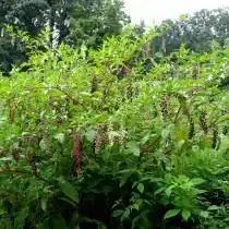 Лаконос американский (Phytolacca americana)