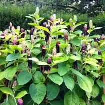 Лаконос многотычинковый, или Лаконос булавоносный (Phytolacca polyandra)