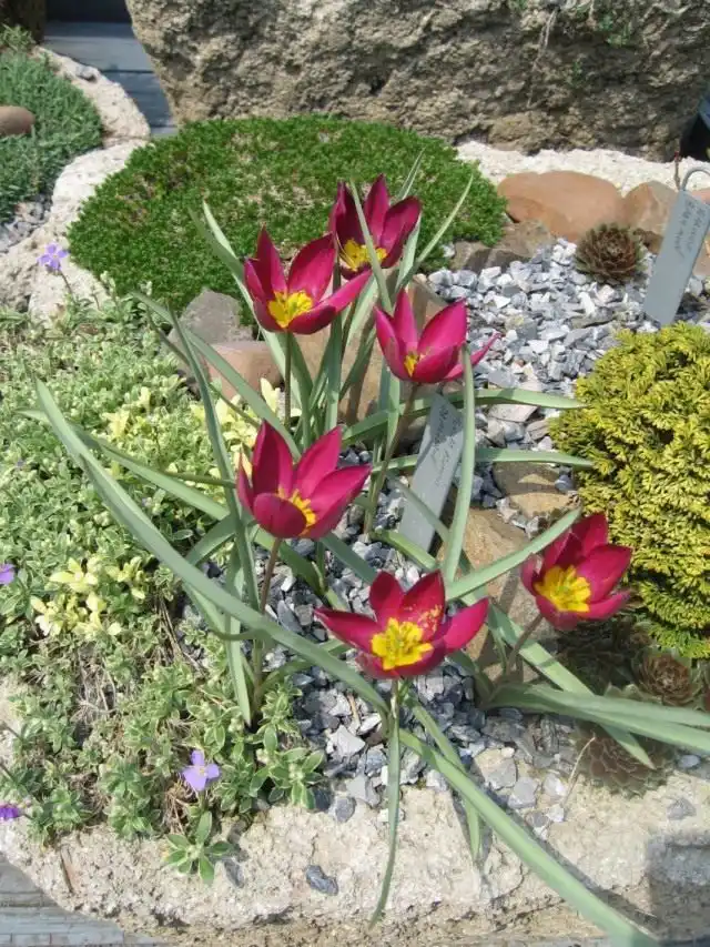 Тюльпан карликовый «Odalisque»