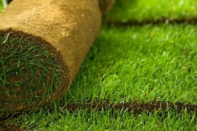 Швидкі рулонні газони. Вибір, підготовка, укладання своїми руками, догляд.