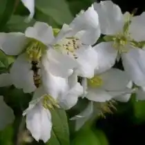 Чубушник «Мон Блан» (Philadelphus 'Mont Blanc').