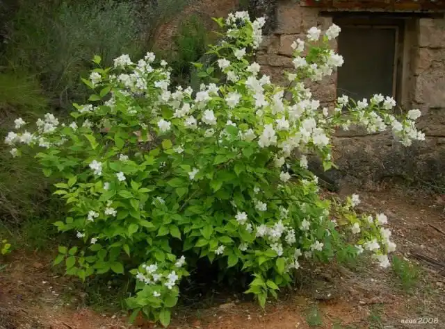 Чубушник венечный (Philadelphus coronarius)