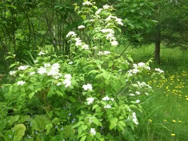 Чубушник тонколистный (Philadelphus tenuifolius)