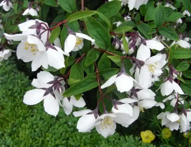 Чубушник пурпурный (Philadelphus purpurascens)