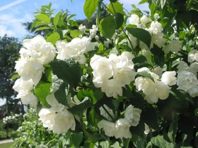 Чубушник (Philadelphus)