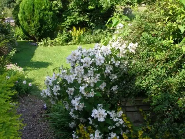 Чубушник (Philadelphus)