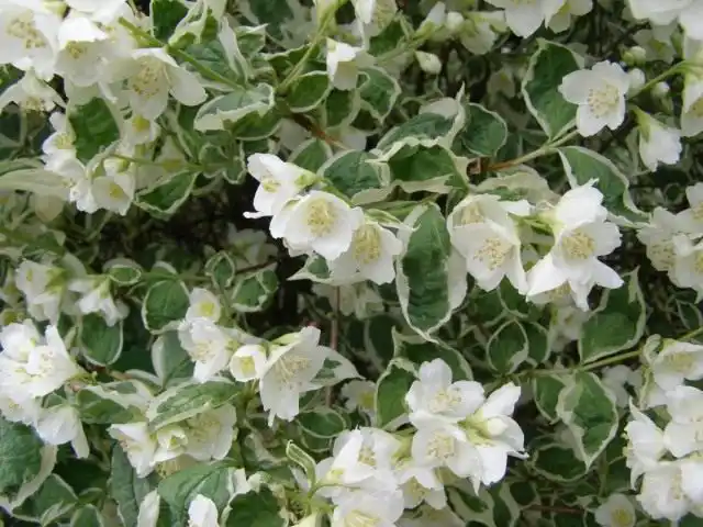 Чубушник «Вариегата» (Philadelphus 'Variegatus')