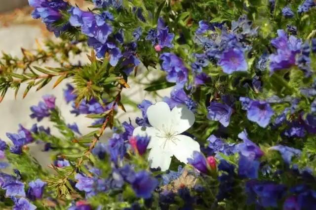 Горечавка и агростемма