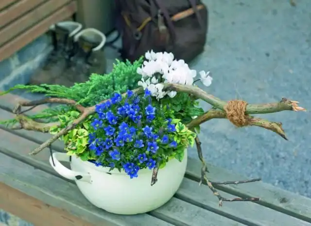 Композиция из горечавки цикламена и можжевельника