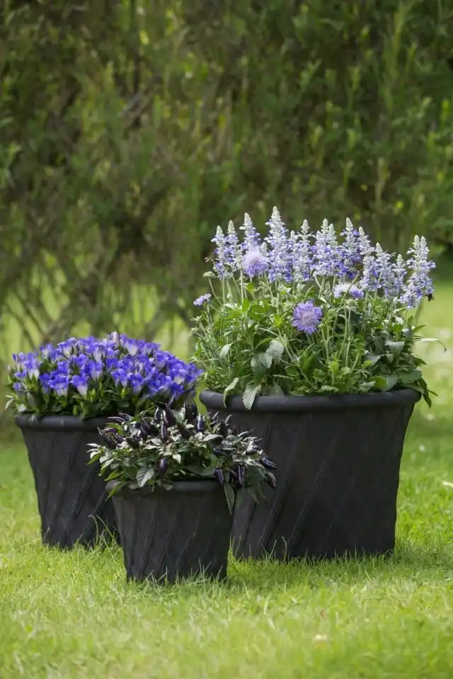 Горшечная композиция с горечавками