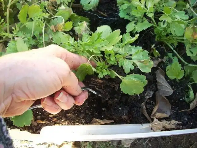 Рассада Лютика садового, Ранункулюса