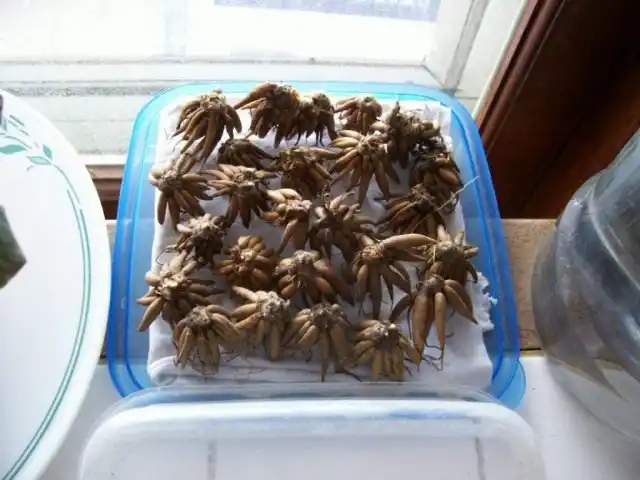 Клубни ранункулуса, лютика садового