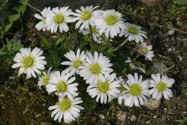 Каллиантемум, также Красивоцвет, или Рутовник (Callianthemum)