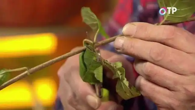 Делаем срез под нижним узлом черенка