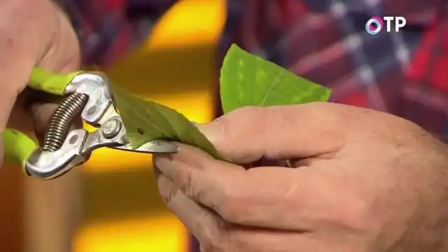 Укорачиваем листовые пластинки