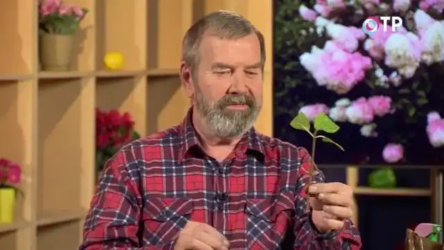 Подготовленный черенок гортензии метельчатой