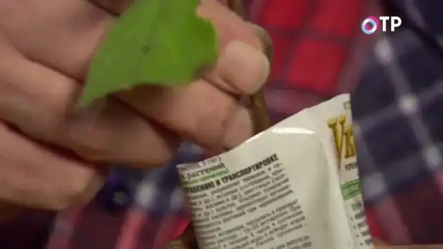 Обрабатываем черенок в стимуляторе роста и корнеобразования