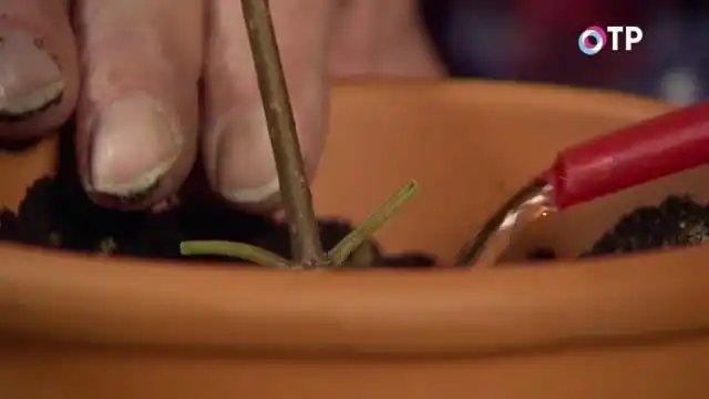 Плотно обжимаем черенок и аккуратно поливаем его