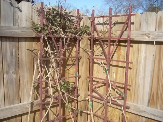 Клематис весной