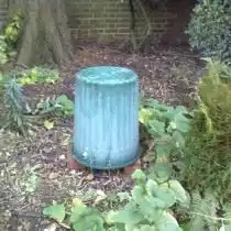 Укрытие гортензии на зиму