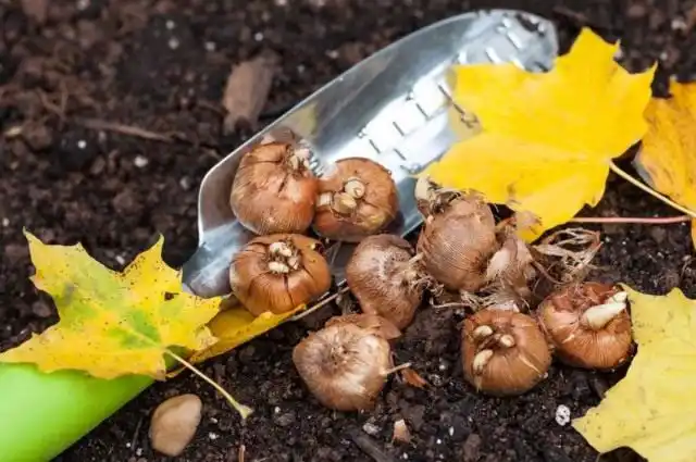 Осенняя выкопка не зимующих луковичных