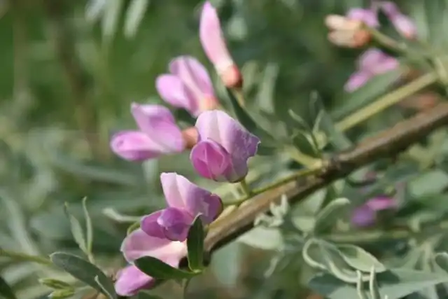 Чингиль (чемыш, шенгил) серебристый (Halimodendron halodendron)