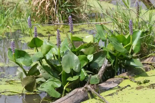 Понтедерия сердцелистная (Pontederia cordata)