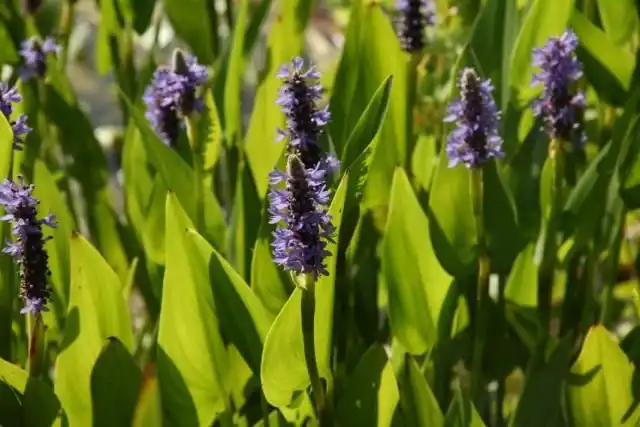 Понтедерия сердцелистная (Pontederia cordata)