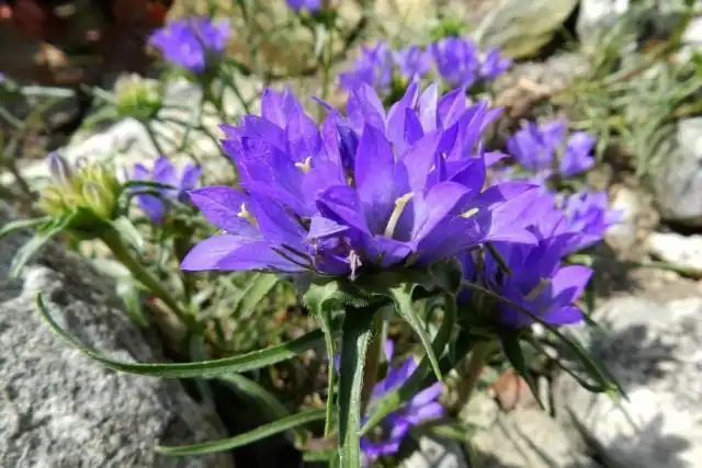 Эдрайантус сербский (Edraianthus serbicus)