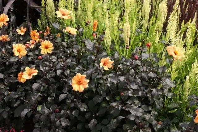 Георгины «Уеллоу Хаммер» (Dahlia 'Yellow Hammer')