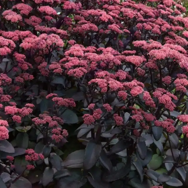 Очиток обыкновенный 'Purple Emperor' (Sedum telephium 'Purple Emperor')