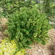 Барбарис самшитолистный (Berberis buxifolia)