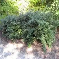 Барбарис Юлиана (Berberis julianae)